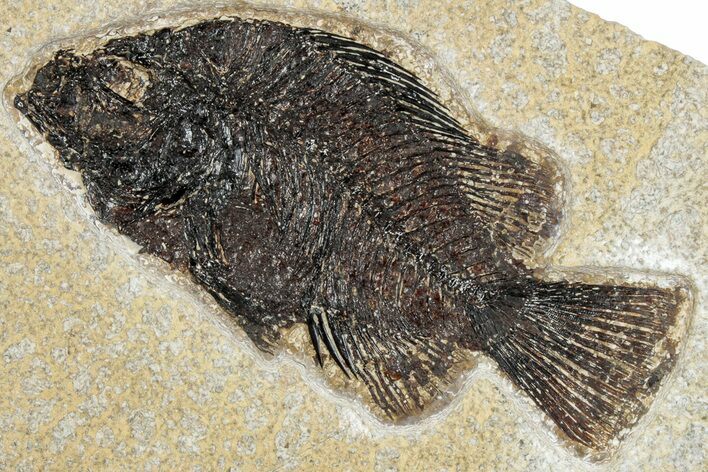 Fossil Fish (Cockerellites) - Wyoming #292370